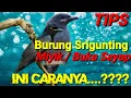 Download Lagu Cara Merawat Burung Srigunting Tidak Miyik ‼️Srigunting Manja