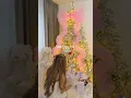 Download Lagu Short christmas eve vlog!❄️ Ill be posting another video today!🤭🌲 #christmaseve #merrychristmas