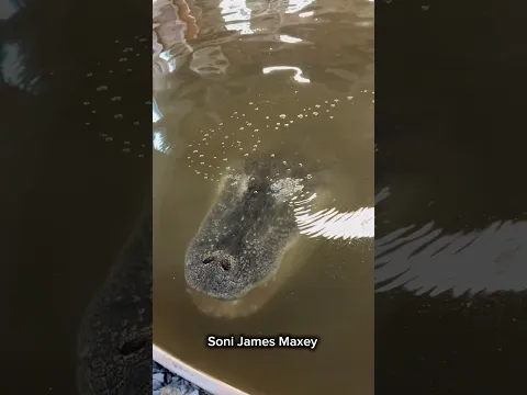Alligator Comes By Middle Name #shorts #alligator