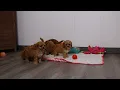 Blue Diamond Tiffany F1 Cavapoo Litter