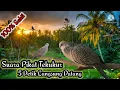 Download Lagu ⭕ Suara Pikat Pemanggil Burung Tekukur || Paling Sakti || 100% Ampuh