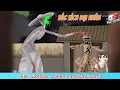 Download Lagu FULL : Bác Xích đại nhân-Bà Kẹ Hachisakusama kinh dị? #NTPvietnam