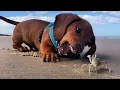 Download Lagu Funniest \u0026 Cutest Dachshund Puppies #3