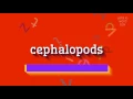 HOW TO PRONOUNCE CEPHALOPODS
