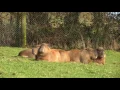 Welcome to Dartmoor Zoo