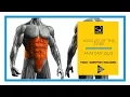 Muscles of the core Anatomy quiz