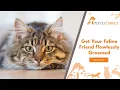 Cat Grooming Petco Direct Massive Range of Pet Supplies Instore and Online