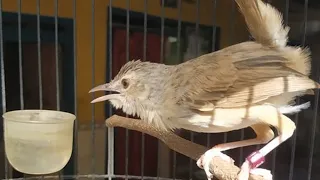 suara ciblek gunung betina pikat pancingan ampuh bikin cigun bahan langsung nyaut bunyi gacor