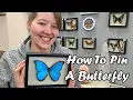 How to Pin A Butterfly Make Your Own Real Butterfly Art