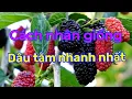 Download Lagu Cách nhân giống cây dâu tằm nhanh nhất sống 100%
