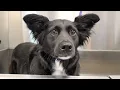 Download Lagu This Dog Behaved Suspiciously Well for His Grooming👀