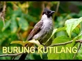 Lagu Burung cantik
