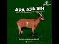 Download Lagu Ketentuan Kambing yang Digunakan untuk Aqiqah