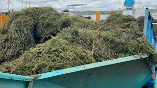 We re ready to go Chautauqua s prepare to tackle weeds in Chautauqua Lake this summer