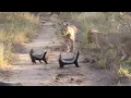 Lions Vs  Honey Badgers || ViralHog