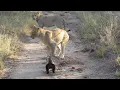 Lions Vs Honey Badgers ViralHog