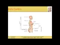 Medical Terminology Chapter 4 Whole Body Terms