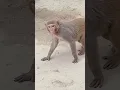 Download Lagu Monkey video/animals/ discovery / animal planet/ very beautiful animals/