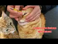 cat eyes brown discharge apply ointment to cat s eyes