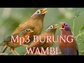 Mp3 Pancingan Suara Burung Wambi