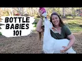 How To Raise Bottle Baby Goats Lambs For Beginners