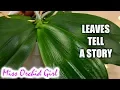 Download Lagu How to know what's wrong with a Phalaenopsis Orchid from its leaves