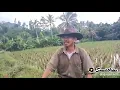 Download Lagu Pantun versi buah buahan