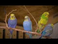 Download Lagu Relaxing Budgie Noises for Sad Birds  Instant Mood Booster 🌸