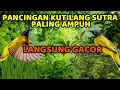SUARA PANCINGAN BURUNG KUTILANG SUTRA GACOR