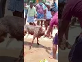 Download Lagu animals killed 😭 #animals #cow #onroad