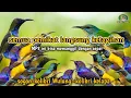 Download Lagu suara pikat burung kecil paling ganas ❗ MP3 paling ribut sedunia