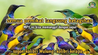 suara pikat burung kecil paling ganas mp3 paling ribut sedunia