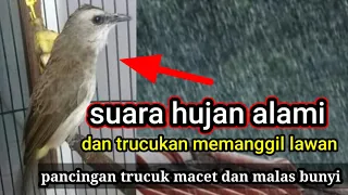 terapi trucukan malas bunyi suara jernih sekali suara hujan