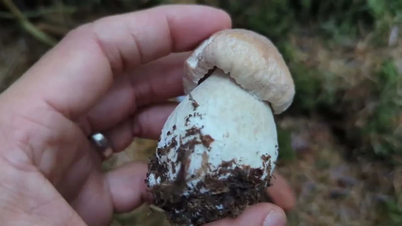 Foraging Mushrooms UK - Porcini (Boletus edulis)