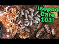 How to Care for Isopods