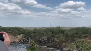 The Great Migration 2026: Something Spooked the Herd… Then We Saw Why