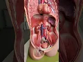 Download Lagu Waar zijn de nieren? #anatomie