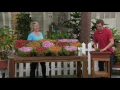 Roberta s 9-piece Hardy Succulent Ice Plant Collection on QVC