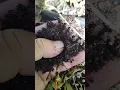 Terp tea pollination amending Aug 18