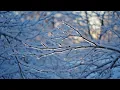 Glimmer on Frozen Branches - Light Winter Ambient Folk for Focus Relaxation