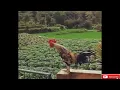 Download Lagu Kumpulan suara ayam ketawa termerdu