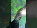 Download Lagu Seal shows me her teeth #seal