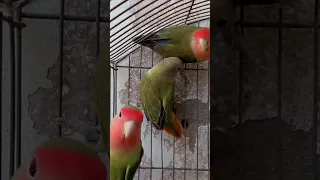 تغريد طائر الروز 