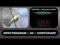 Download Lagu SPECTROGRAM #2 CHIFFCHAFF – An aid to understanding and visualising birdsong