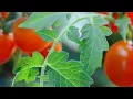 Download Lagu (💥IWULO EWE TOMATOES💥)🌿 FUN  💥AWENU ASINA 💥LATIMU 💥OOWO ATI AMI IDIWO KURO LARAYARA 💥