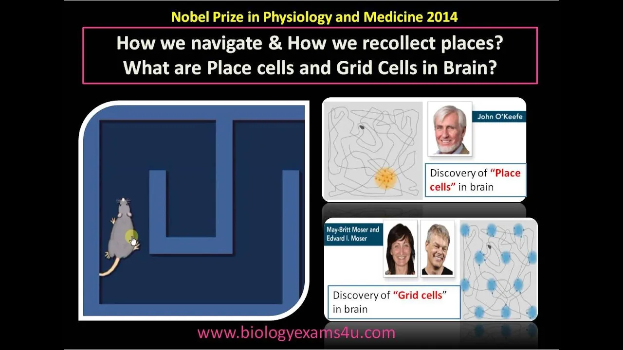 What are Place cells and Grid Cells in Brain? Nobel Prize in Physiology and Medicine 2014 explained
