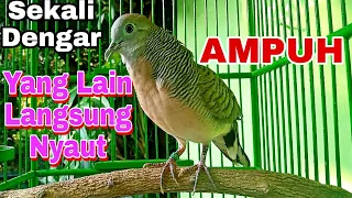 Download Masteran burung perkutut lokal suara rapat kristal menaikan mental bikin Lawan langsung nyaut MP3