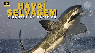 Under the Waves of Hawaii! #wildlife #hawaii #humpbackwhales #documentary #wildanimals