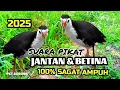 Download Lagu SUARA BURUNG RUAK RUAK JANTAN DAN BETINA AMPUH