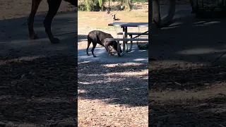 #Fyp #dream #YouTube #doberman #pets